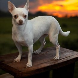 Tally - Chihuahua