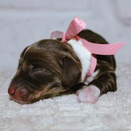 Cowgirl - Piebald female Dachshund puppy in Nephi, Utah from Wild West Weens