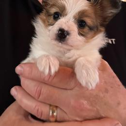 Pico - Red white and sable male Papillon puppy in Middleville, Michigan from Cheryl's Papillons