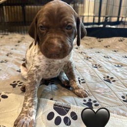 Ridge-Black Collar - Liver and white male German Shorthaired Pointer puppy in Conroe, Texas from Tipsy Rabbit GSP TopDog Kennel