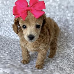 Poodle Puppies from Toy Poodle Shenanigans