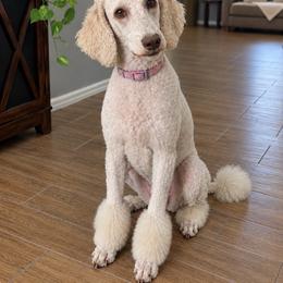 Poodle puppies from Gentle Paw Poodles and Doodles