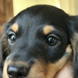 Dachshund Puppies from Pigeon Hill Dachshunds