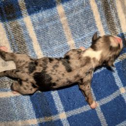 B1 - Blue merle male Toy Australian Shepherd puppy in Shepherd, Texas from GAMALA Farm & Kennels
