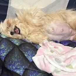 Alasne - Shih Tzu