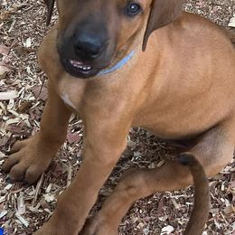 Rhodesian Ridgebacks from Andyboy Ridgebacks