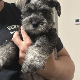 Bluey - Salt and pepper female Miniature Schnauzer puppy in Waddell, Arizona from The Bearded Companions
