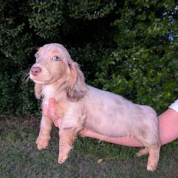Smores PET ONLY - Dapple male Dachshund puppy in Unadilla, Georgia from The Hamsley Kennels of South Georgia