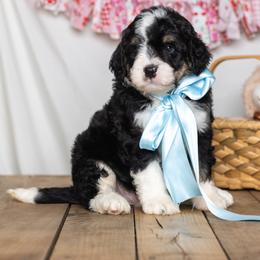 Zion - Tri-color male Bernedoodle puppy in St Joe, Indiana from Pawsh Bernedoodles