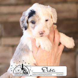 Elsa - Blue merle and white female Sheepadoodle puppy in Cleveland, Tennessee from Narrow Path Old English & Sheepadoodles