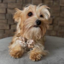 Semba - Gold male Yorkshire Terrier puppy in Prosper, Texas from DaintyDawlz