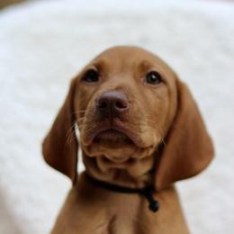 Yankee - Golden rust male Vizsla puppy in Bloomington, Indiana from Envizion