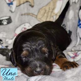 Uno - Tri-color male Australian Labradoodle puppy in Beecher, Illinois from Erica’s Doodles