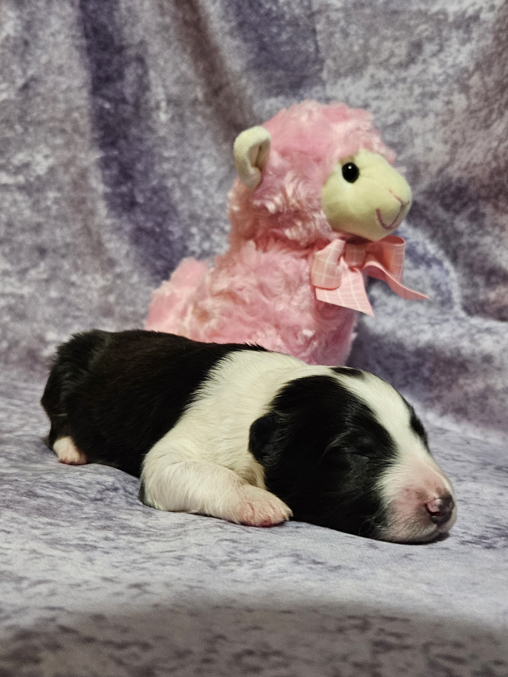 Shetland Sheepdog Puppies from Henotic Homestead's Shetland Sheepdogs