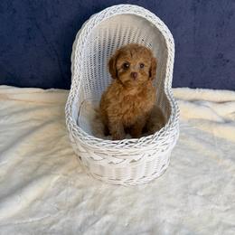 Mickey(AKC) - Red  male Poodle puppy in Moreno Valley, California from Yanni's Poodle