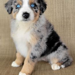 Angel Australian Shepherd - Blue merle female Australian Shepherd puppy in Limestone, Tennessee from Pilot Hill Teddy Bear Puppies