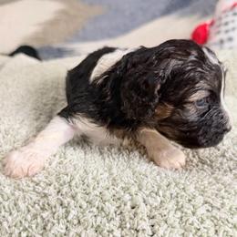 Sugar - Black and white female Cavapoo puppy in Spokane, Washington from PJE Cavs and Poos