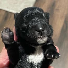 Carter - Black male Miniature Schnauzer puppy in Interlachen, Florida from Pam's Schnauzers