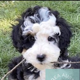 Aussiedoodle Puppies from Bay Area Aussiedoodles