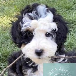 Aussiedoodle Puppies from Bay Area Aussiedoodles