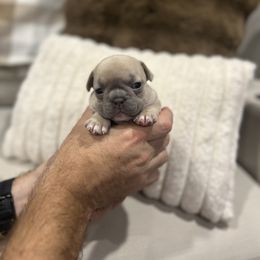 Pistachio - Fawn female French Bulldog puppy in Estes Park, Colorado from Camper Puppy