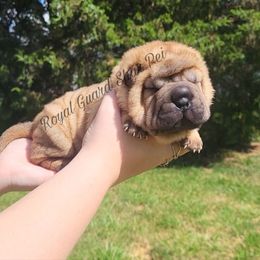 Jet - Fawn male Chinese Shar-Pei puppy in Columbus, Indiana from Royal Guard Shar Pei