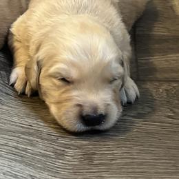 Golden Retriever Puppies from Lake Champlain Goldens