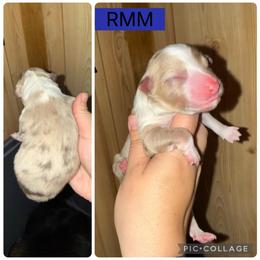 Binx - Red merle male Miniature Australian Shepherd puppy in Iota, Louisiana from Southern L Aussies