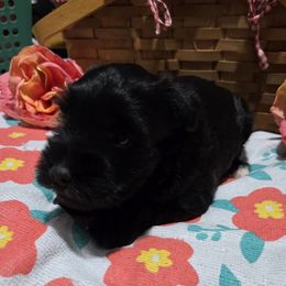 Tutu - Black female Miniature Schnauzer puppy in Elgin, Iowa from Firefly Stables