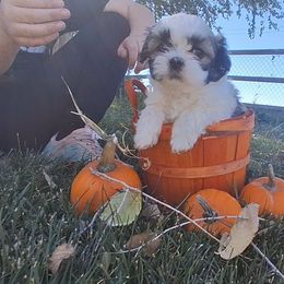 Boy 4 - Black gold and white male Shih Tzu puppy in Montrose, Colorado from Gnomies Furry Friends