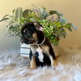 French Bulldog Puppies from Shining K Ranch