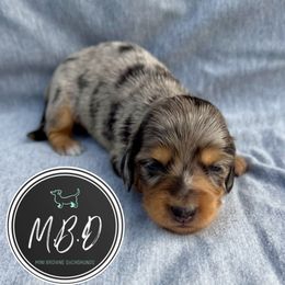 Jersey - Dapple male Dachshund puppy in Nashville, Tennessee from Mini Browne Dachshunds