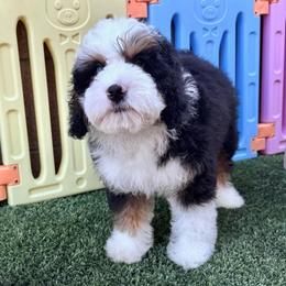 Boy Blue - Tri-color male Bernedoodle puppy in Gilbert, Arizona from Azteddybeardoodles