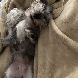 Miniature Schnauzer All Grown Up from Made with Love