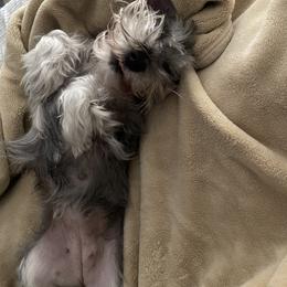 Miniature Schnauzer All Grown Up from Made with Love
