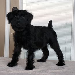 Standard Schnauzer Puppies from Genesis Standard Schnauzers