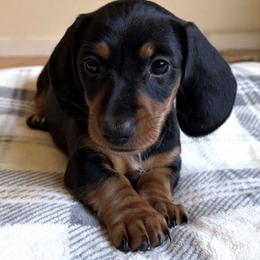 Daisy - Black and tan female Dachshund puppy in Jamestown, California from Triple L Dachshunds