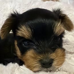 Max - Black and gold male Yorkshire Terrier puppy in Dublin, California from Michelle’s Yorkies