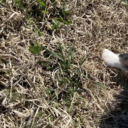 Girl 1 - Australian Shepherd puppy in Tulsa, Oklahoma from Lucky Penny Aussies and Lucky Penny Transport