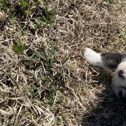 Girl 1 - Australian Shepherd puppy in Tulsa, Oklahoma from Lucky Penny Aussies and Lucky Penny Transport