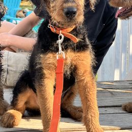 Airedale Terrier Puppies from Olson’s Aire Haven