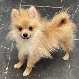 Micro Sunny - Orange male Pomeranian puppy in Avon Park, Florida from Mariska's Pomeranians