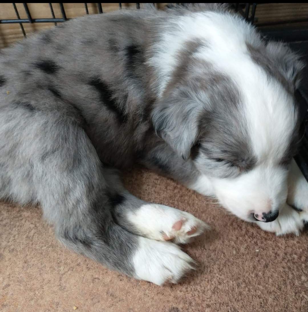 Copelands Kennels in Ohio | Australian Shepherd puppies | Good Dog