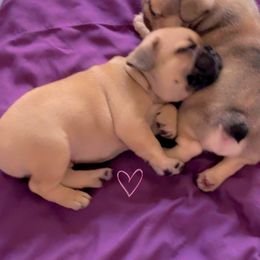 French Bulldog Puppies from Emotional Support Babies