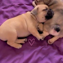 French Bulldog Puppies from Emotional Support Babies