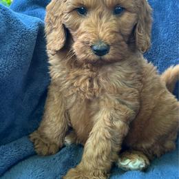 Cooper - Red male Aussiedoodle puppy in Lowville, New York from Adirondack Labradoodles