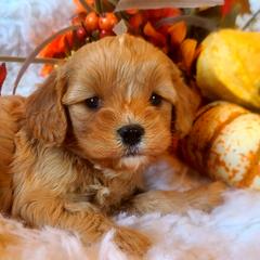 Cavalier King Charles Spaniel and Cavapoo Puppies from Sunset Valley Cavaliers