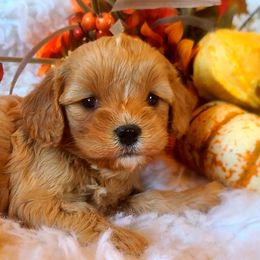 Cavalier King Charles Spaniel and Cavapoo Puppies from Sunset Valley Cavaliers