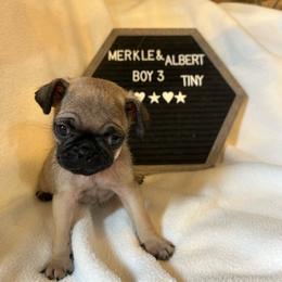 Boy 3 - Fawn male Pug puppy in Norborne, Missouri from Pug Palace