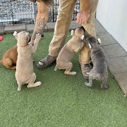 Cane Corso Puppies from Corso Empire